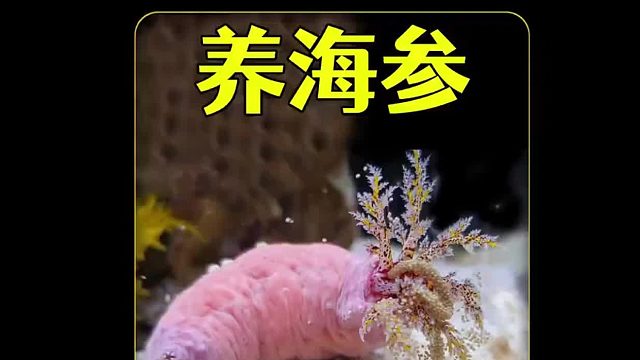 沉浸式养海参，没想到海参是这么危险的生物，结局很震撼