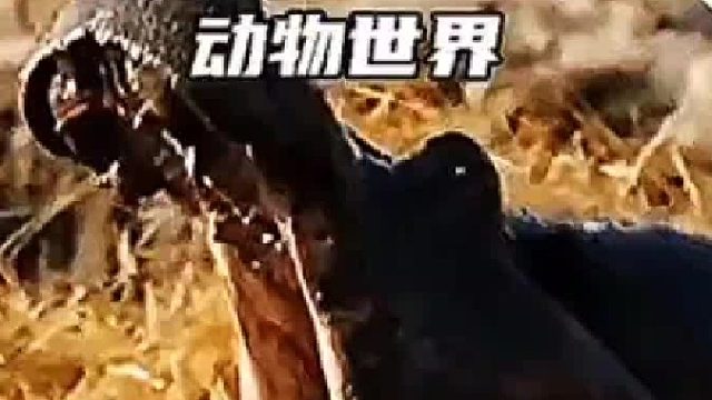 河马--弱肉强食的动物世界