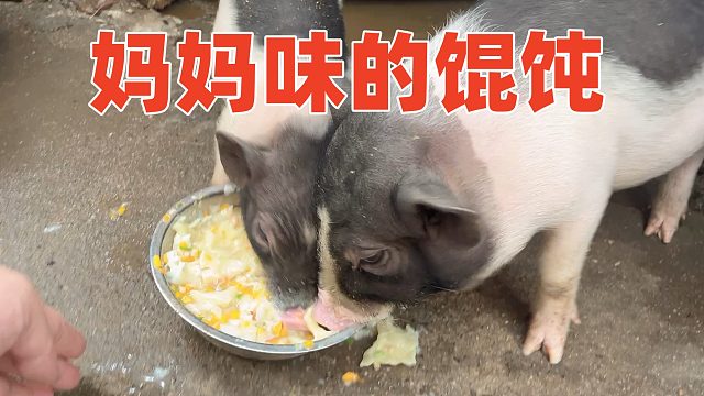 1碗馄饨2个猪头，猪三妹先动小心思，老猪蛮力镇压【第165天】