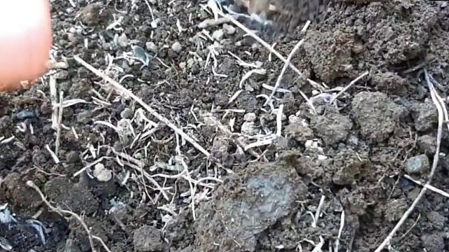 沉浸式养金龟子，记录二百天养四只金龟子的过程，太神奇太有趣了