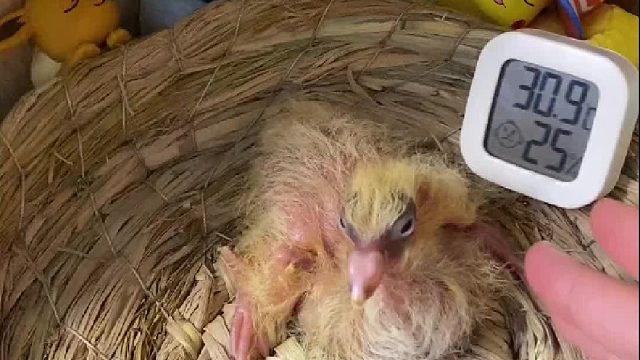 这次真把我这个养鸽新手整不会了……为什么它还变色了啊！