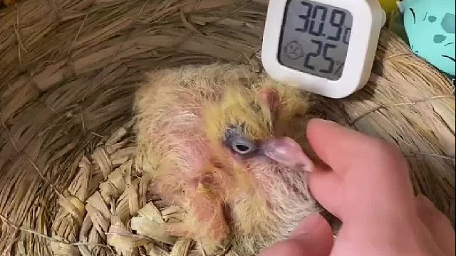 白鸽的孩子难道不是白色？会是什么颜色呢好期待啊！