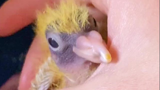 小鸽子吃个饭真不容易，嗓子都要捅出茧子来了……