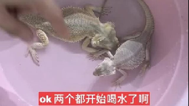 来看看我的#鬃狮 ，世界第三大宠物，第一狗，第二猫，第三就是它！是真的