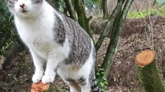 有它在干活都不累