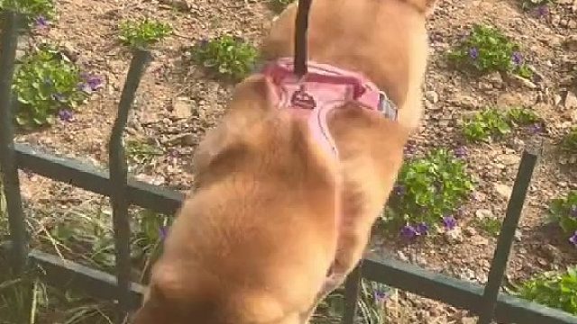 狗好！栏杆坏！