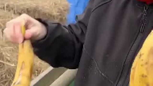 母牛吃了香蕉产下的奶叫香蕉牛奶