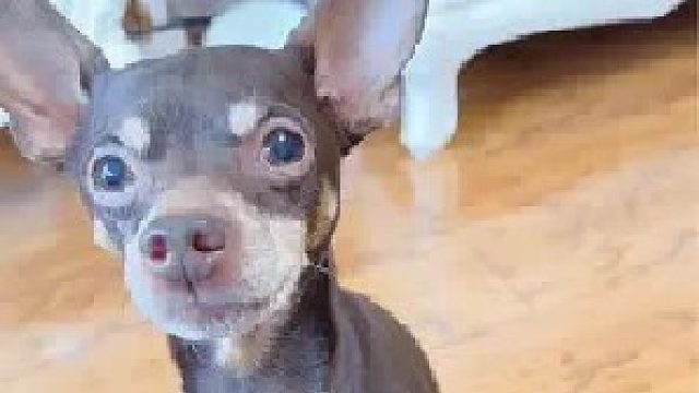 啵啵乐：铲屎滴 打它两下消消气