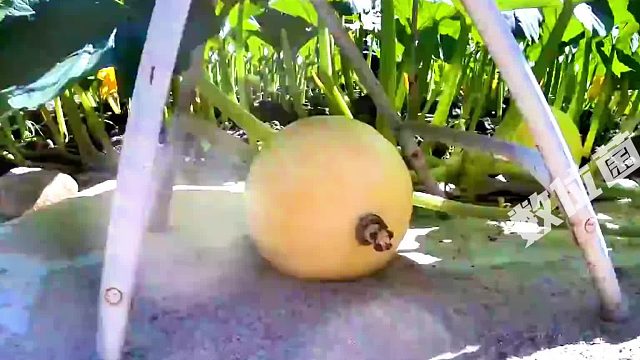 南瓜从帽子大小长成2000斤，大到可以做成魔法马车！