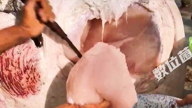 印尼最后的捕鲸部落：一天1头抹香鲸和10头海豚！