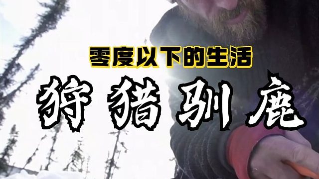 零度以下的生活：猎人杰西狩猎两头公驯鹿得到数百斤肉食
