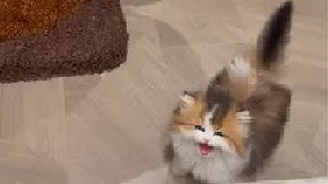 这么懂事的小猫我居然有两只一模一样的！！