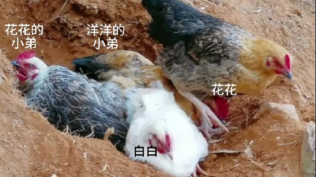 主播：君壕﹣花鱼。房间号：513257