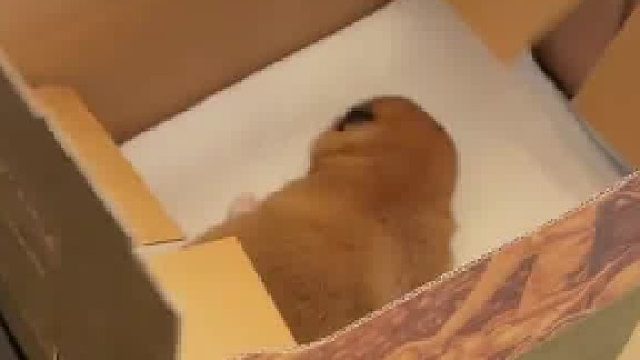 等小狗长大后再告诉它，小时候是猕猴桃这件事