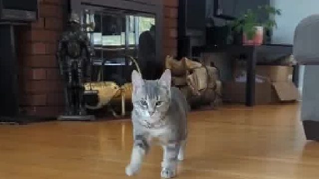 猫猫走路像大象