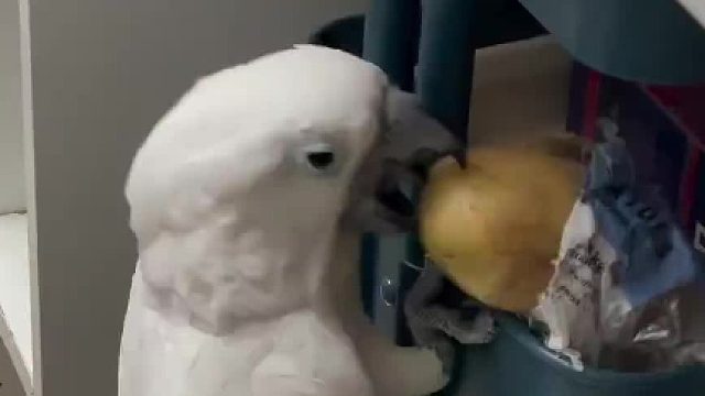 问一下大家土豆焖鸡用什么调料好吃