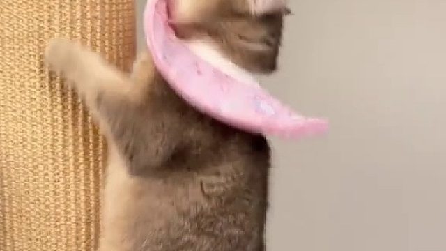 猫：我不要面子的吗猫咪[笑