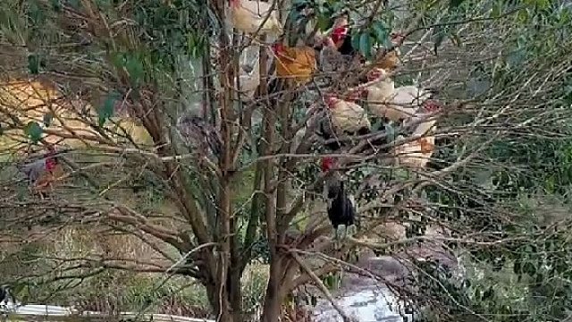 一树鸡鹊山鸡 ，这是一棵有味道的树