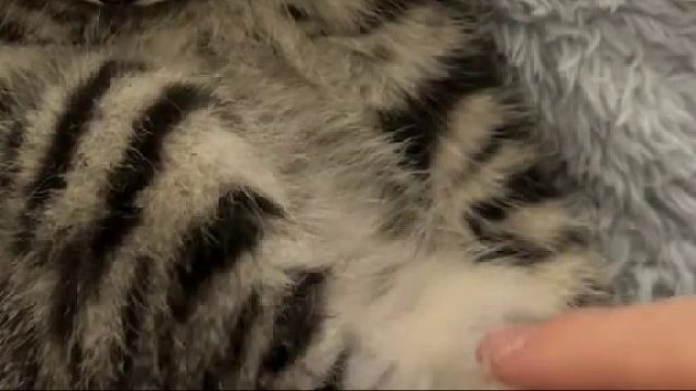 真的很难忍住不摆弄小猫咪