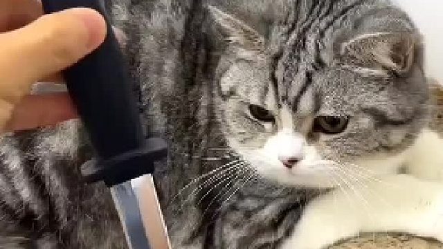 第一只猫猫的反应有点慢