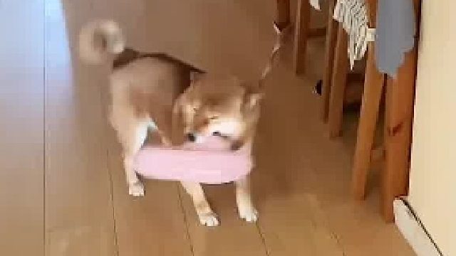 它以为要一天见不到主， 但是才花了十分钟就见到了