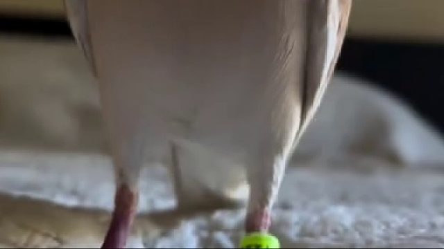 恭喜你变成母斑鸠啦