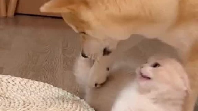 狗霸和他的小娇喵