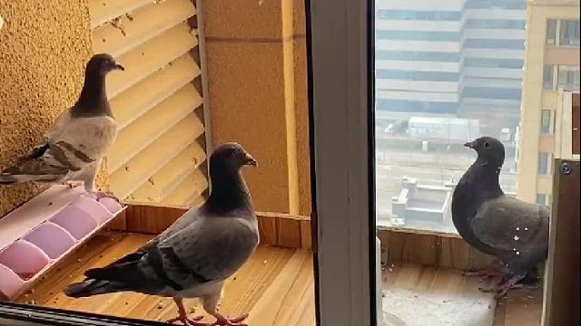 谁说我有了新鸽子忘了旧鸽子？记录阿刁一家的一天～