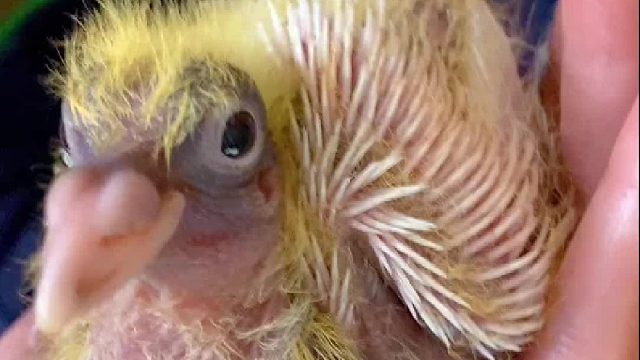 茁壮成长ing！教你给小鸽子制作喂食器