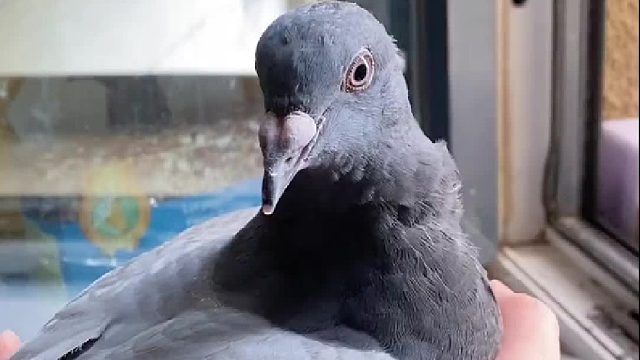 阿刁的孩子也太恋家了吧！不过一但收到这张明信片，是不是就代表回不了家了？