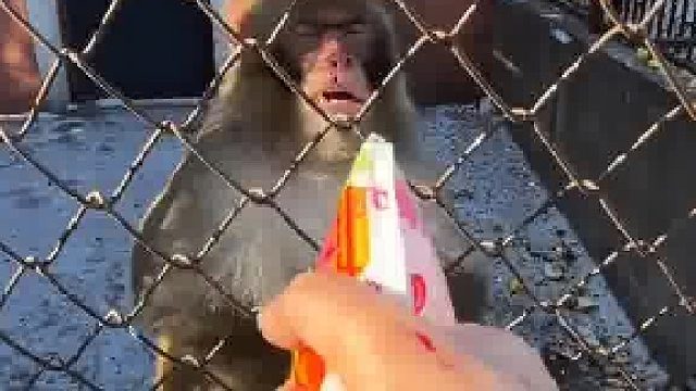 一看这猴就吃过亏！