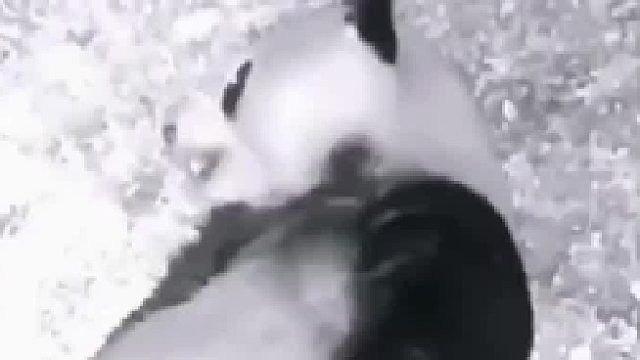 大熊猫在野外随时保持战斗状态，半夜惊醒秒变“功夫熊猫”，出的是咏春拳？