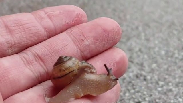 沉浸式养蜗牛，用鸡蛋壳给破壳的蜗牛治疗，没想到还挺好用