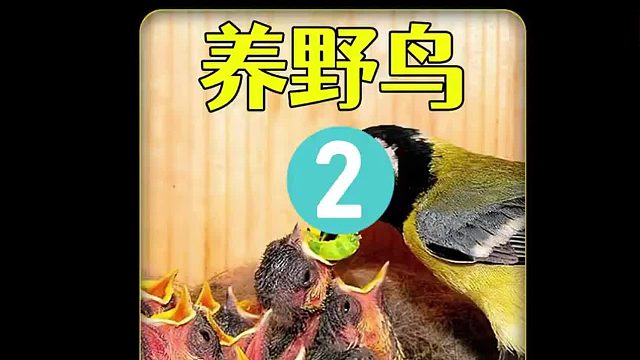 沉浸式养野鸟，两只山雀孵出八只小鸟，遇到危险会安全度过吗？