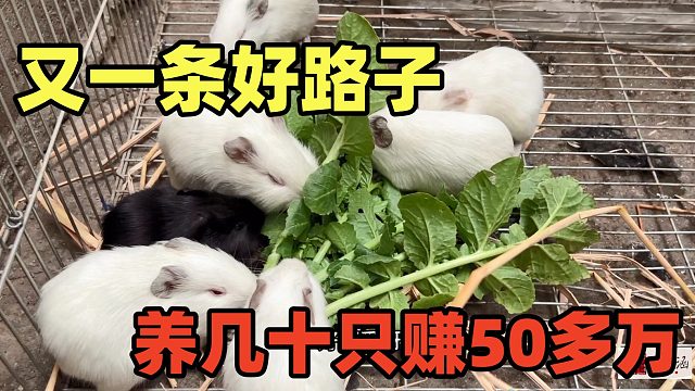 又一条好路子，养几十只赚50多万，我心动也养了，看如何分栏！