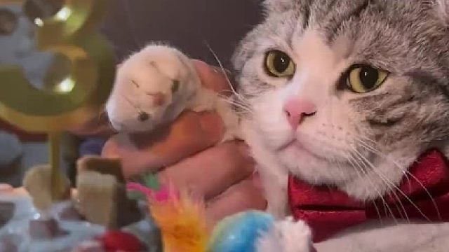 猫：从今天开始我再也不是 2 岁的咪咪了