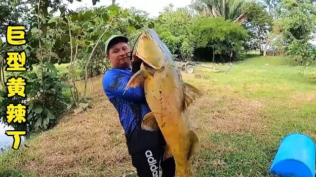 荒野垂钓：渔民在亚马逊河中设置钓鱼陷阱只为抓到巨型黄辣丁！