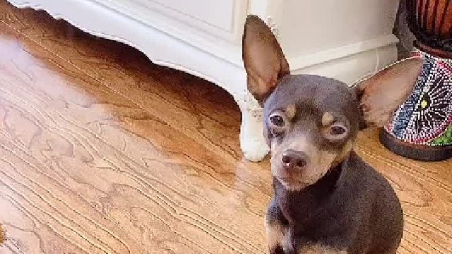 跟主人一本正经装糊涂的狗子