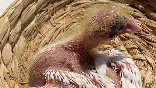 一只处在颜值低谷期却依然自律又努力的小鸽子