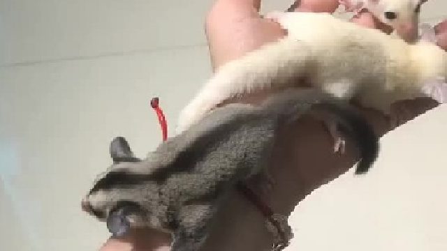 三只蜜已经成为了好朋友，白脸与纯白