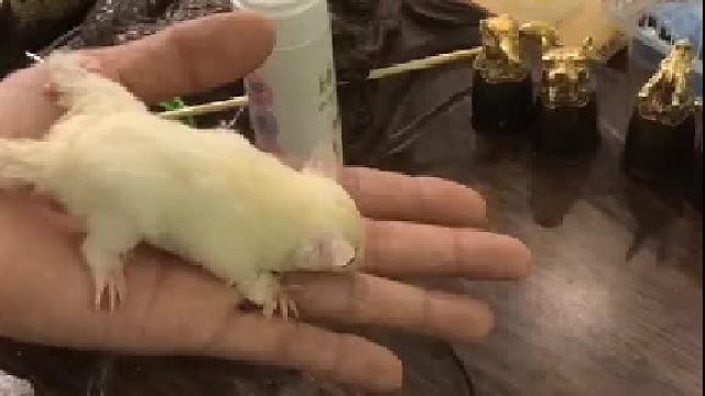 该怎么办，这是干洗，还行吧，再也不#死开死开 了