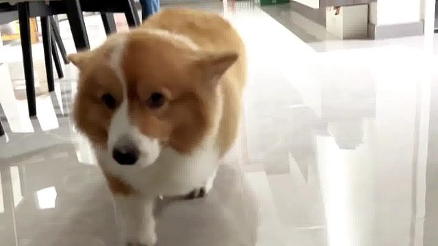 软骨素长期吃，腿没有问题，单纯的演技爆发。