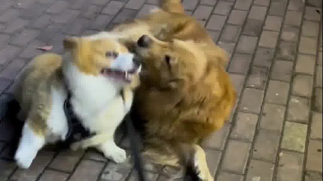 大不了跳起来打