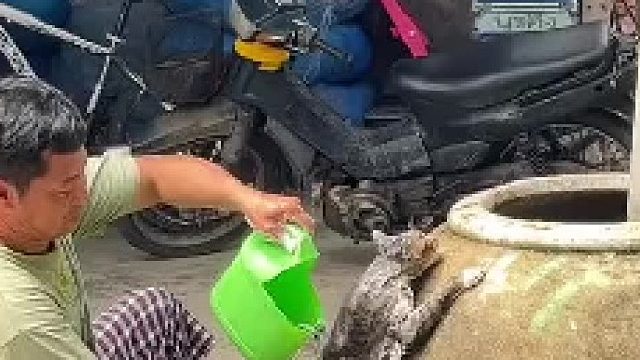 是什么力量说服它的？它是狸花！