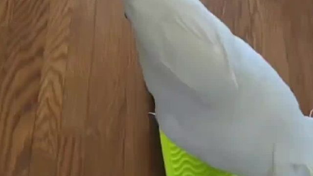 阿葵快乐的一天