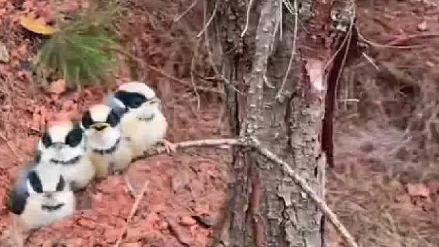 网友采蘑菇发现4只小熊猫山雀，因为被风雨吹掉了鸟窝，落在树枝上叽叽喳喳甚是可爱