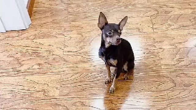 草率的决定，让它难堪了……