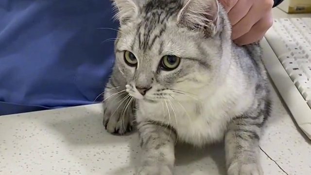 猫：妈妈，我要起飞了呢