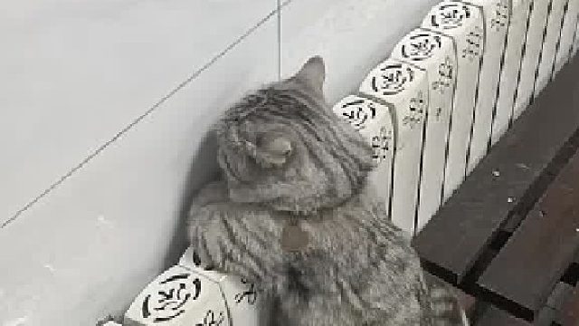 啥都明白就不会说话