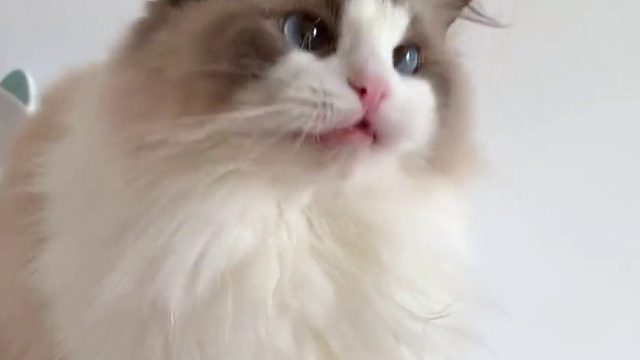 猫： 我怀疑她在CPU我，但是我不听！